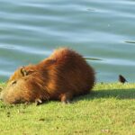 capybara in water