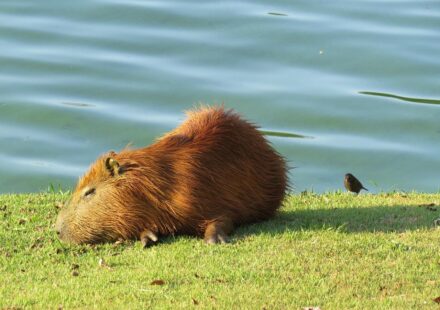 capybara in water