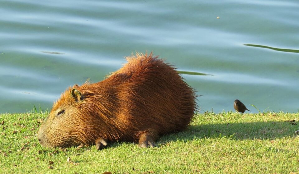 capybara in water