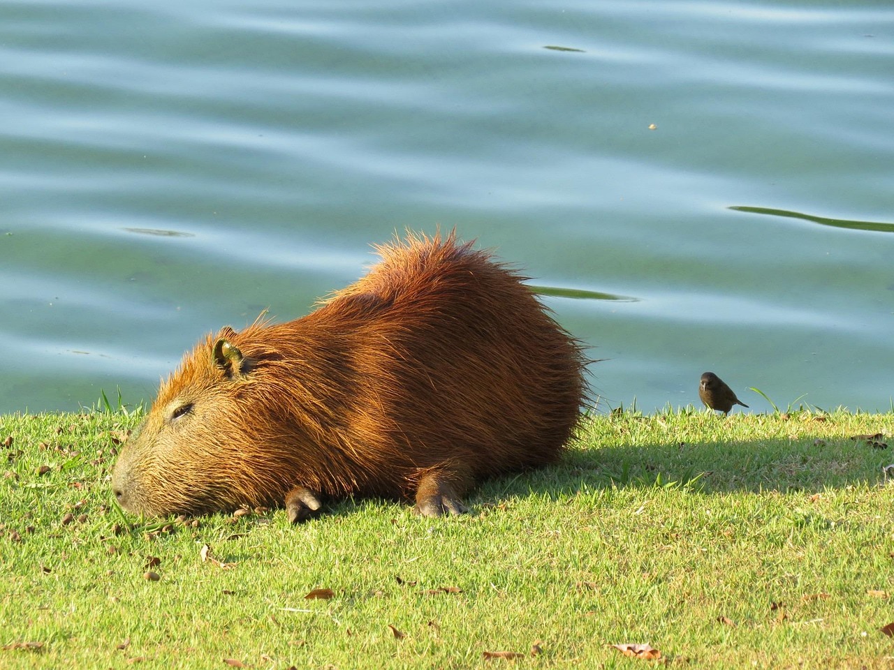 Cadibara Unpacked: Your 2026 Guide to the World’s Largest Rodent