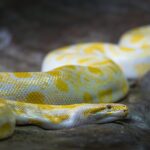 Django Python web development