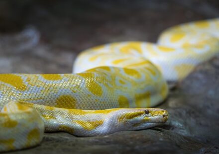 Django Python web development