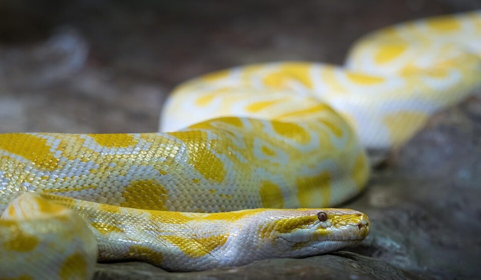Django Python web development