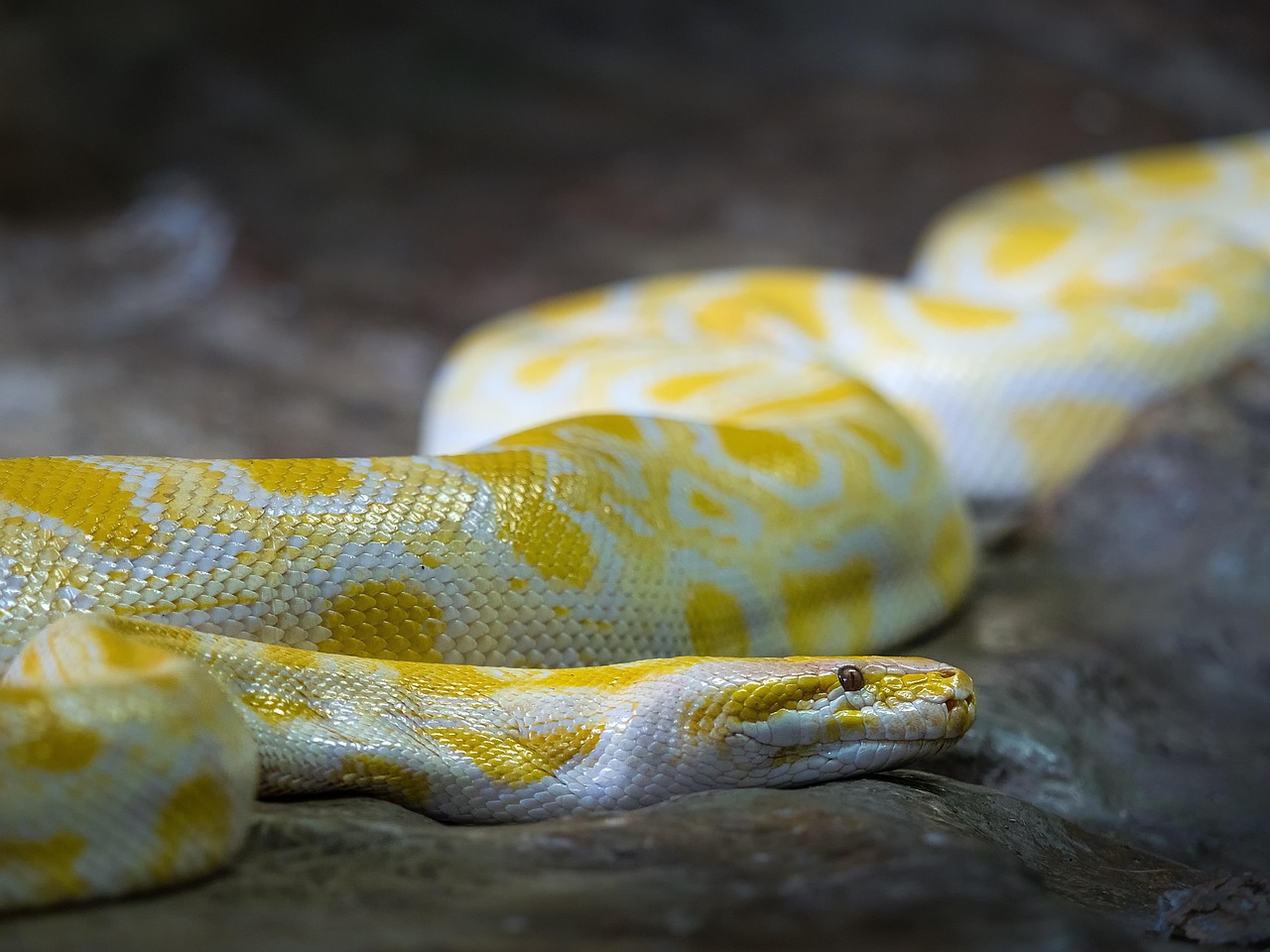 Dive Into Django: Building Robust Web Apps With Python in 2026
