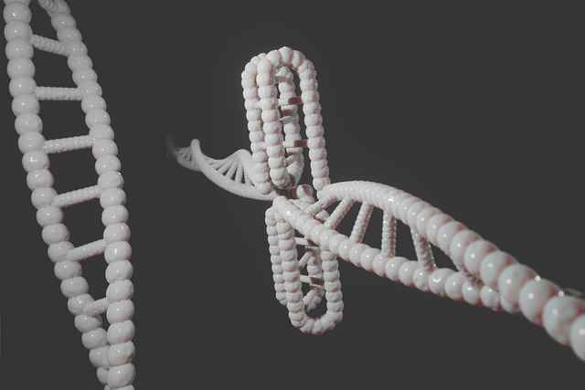 molecular structure of amylose and amylopectin in maize starch