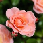 natural home fragrance solutions