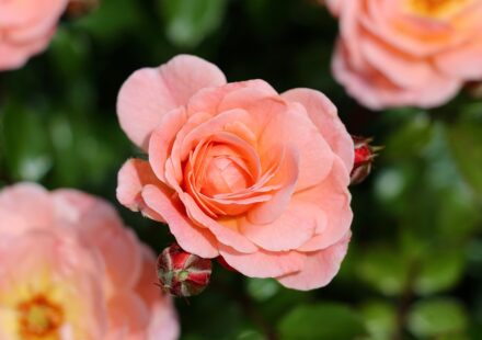 natural home fragrance solutions