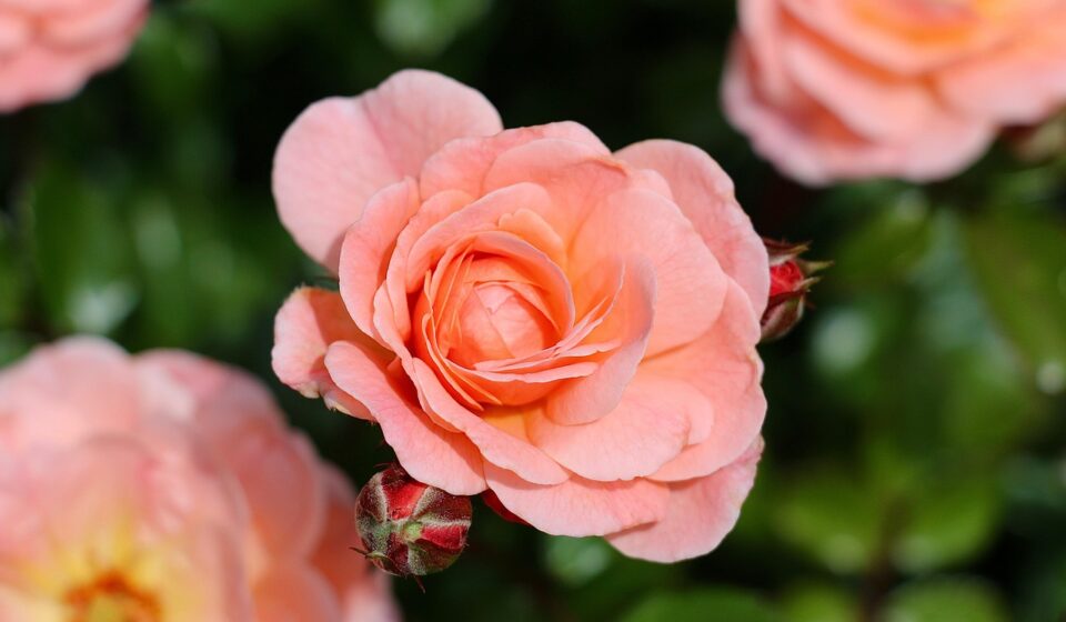 natural home fragrance solutions