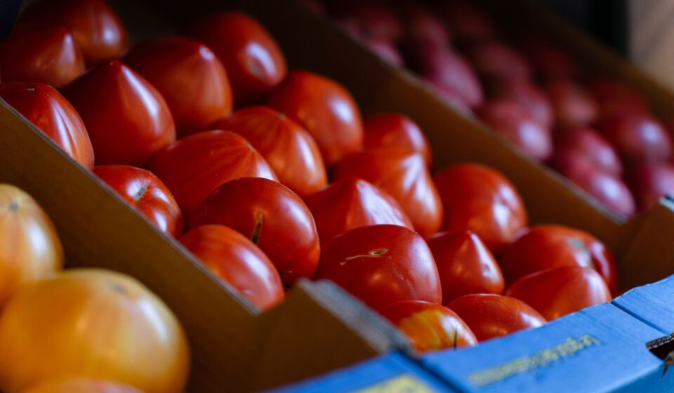 Plum Tomatoes: The Comprehensive Guide for 2026