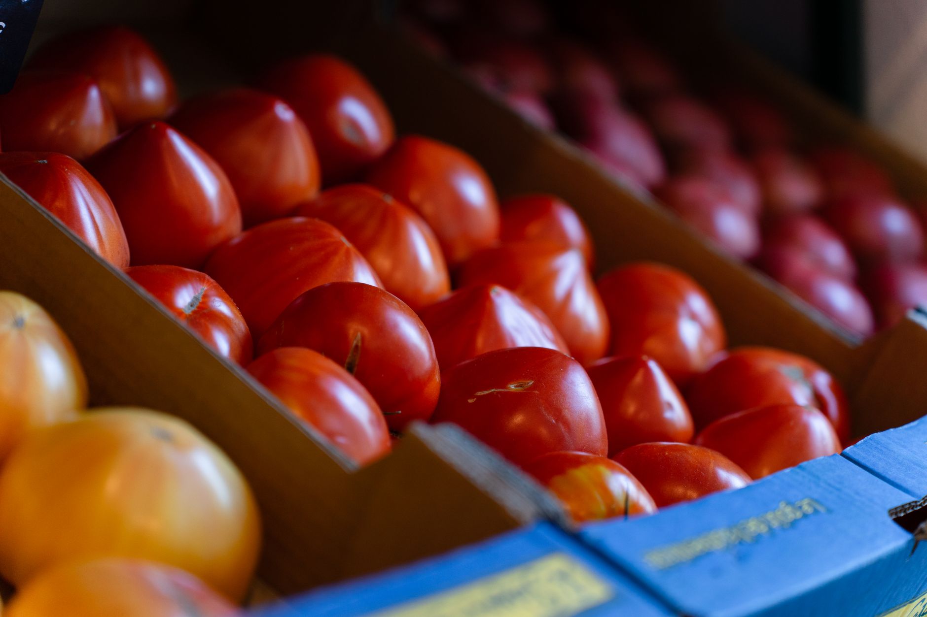 Plum Tomatoes: The Comprehensive Guide for 2026